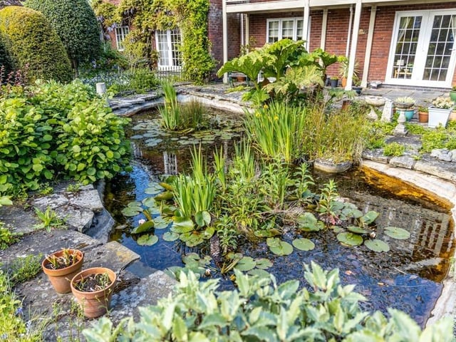 The pond.