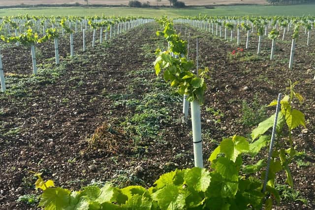 The grape vines growing at South Ormsby Estate