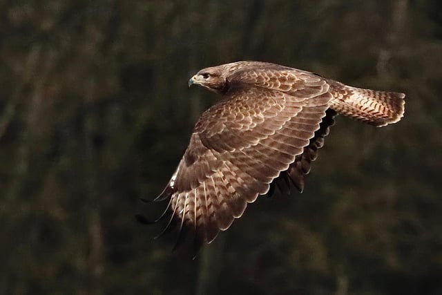 An excellent shot of a buzzard in flight, snapped recently by Philip Wardle.