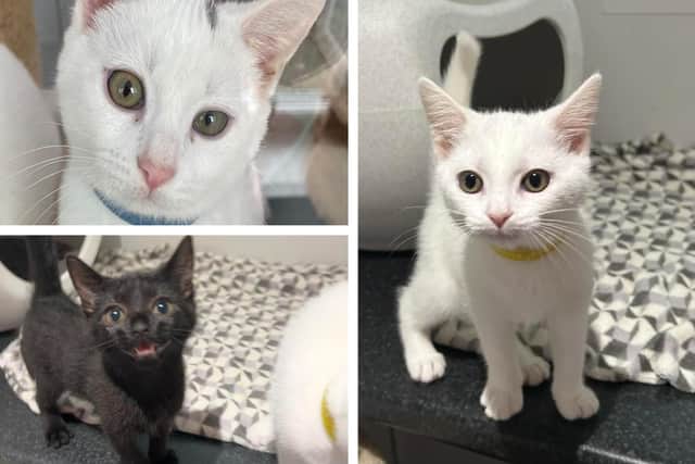 More photos of the rescued kittens as they are now.