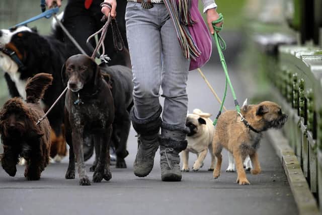 Dogs out for a walk on Hammersmith Bridge as Oxford practice on the River Thames, London.