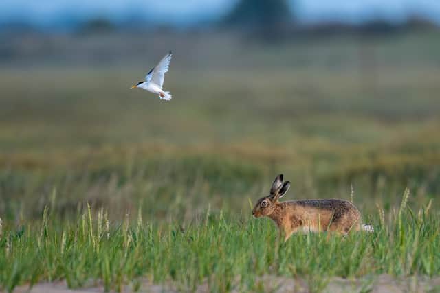 The hare and the Little Tern. Photo by Mike Watts.
