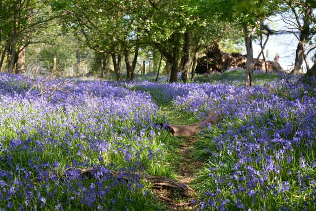 Bluebells in bloom