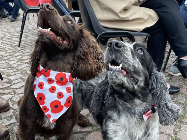 Pets got in on the act.
