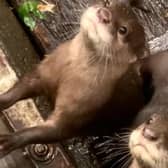 The otters soon to be taken on by ARK Wildlife & Dinosaur Park, Stickney.