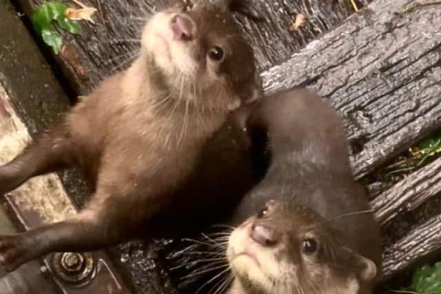 The otters soon to be taken on by ARK Wildlife & Dinosaur Park, Stickney.