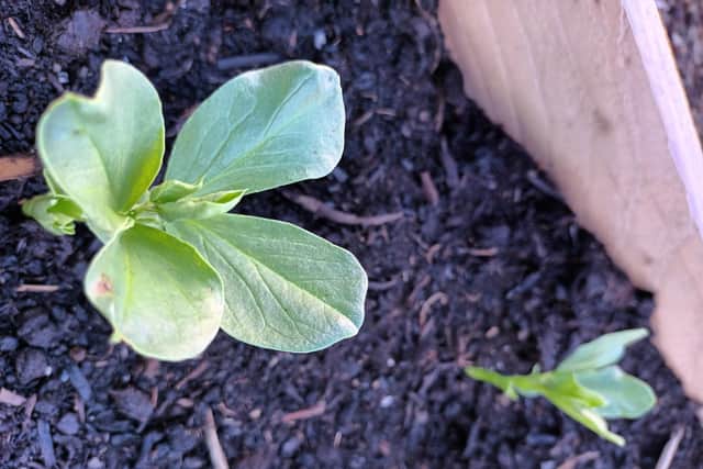 Broad beans may be starting to come through now.