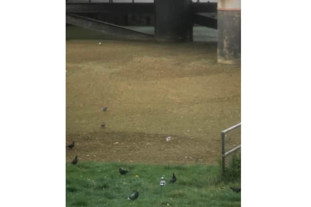 A photo showing pigeons and seagulls walking on top of the river weed near Sluice Gate.