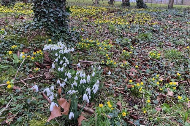 Snowdrops and aconites at Rauceby Hall. Photo: Jonny Hoare
