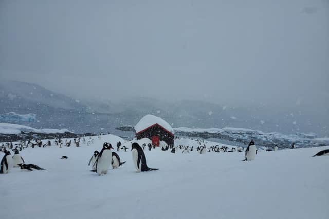 Penguins at Port Lockroy.