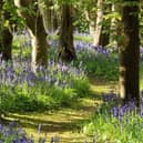 The Bluebell Walk at Harlaxton Manor