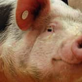 No pigs are believed to have been killed in the lorry crash. The driver suffered minor injuries. (File photo)