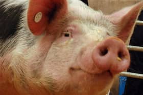 No pigs are believed to have been killed in the lorry crash. The driver suffered minor injuries. (File photo)