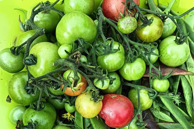 Green tomatoes are great for making green tomato chutney.