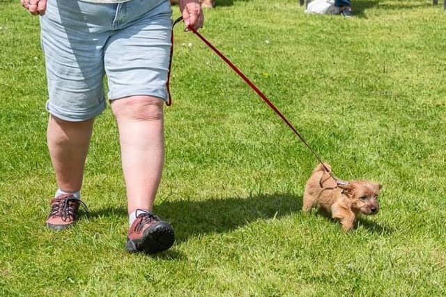 Best Puppy, Pasha from Boston