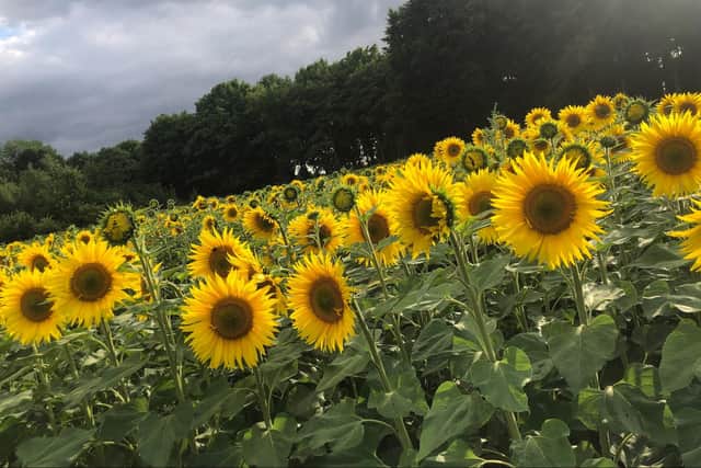 Sunflowers at Stourton estate.