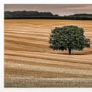 A lone tree in the Wolds, by Peter Sawyer.