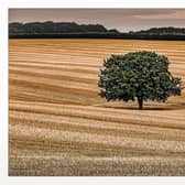 A lone tree in the Wolds, by Peter Sawyer.