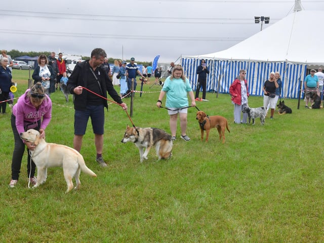 The pedigree dog show.