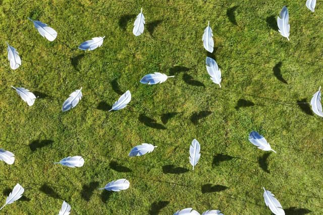 Feathers from Above