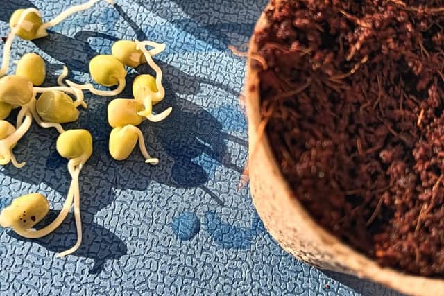 Peas are among the vegetables that can be grown on a windowsill while the cooler weather persists.