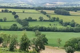 A hedge landscape