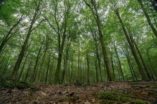 Forestry England is creating three new woodlands in Lincolnshire