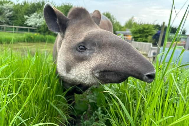 Cecil the Tapir is now safe from the threat of bees.