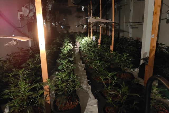 Routine police patrols in the town centre uncovered the illegal grow of 3,000 plants.