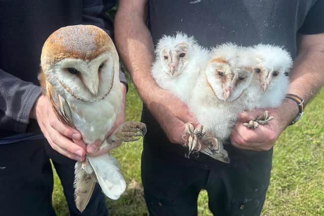 A female Barn Owl with her chicks