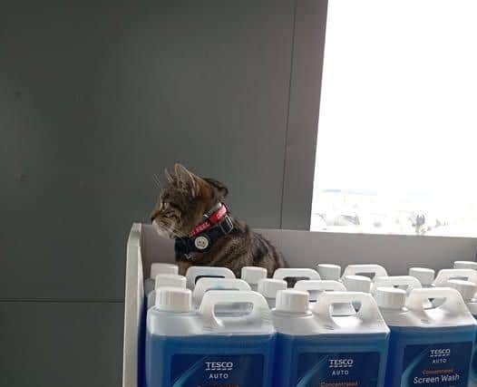 Customers are not surprised these days to find Freddie on one of the shelves in Tesco.