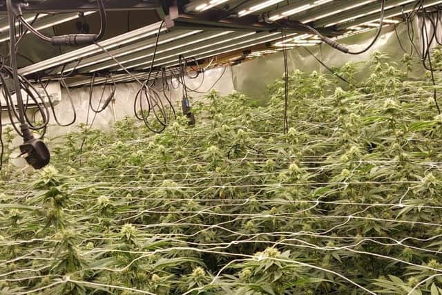 More than 160 cannabis plants were seized as a result of the warrant in Spilsby Road, Boston.