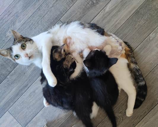 An appeal has been launched to help Cherry and her kittens.