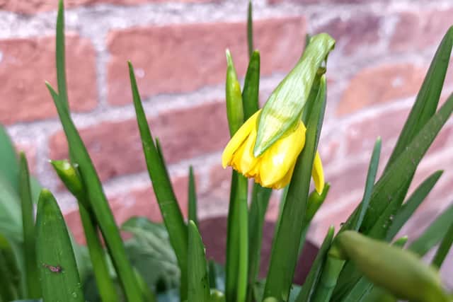 Daffodils are in bloom.