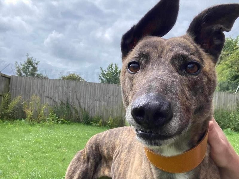 Mia is seven years old and was found as stray in Rotherham area. She is described as being very good on the lead and loves cuddles. She cannot to live with cats.