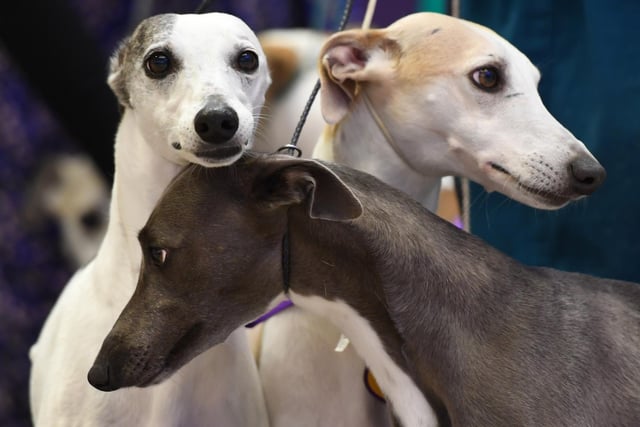 Although Whippets like to run, most of the time they make excellent house dogs. They are quiet while hanging out in the living room at home, often spending most of the day sleeping. Their natural attachment to people makes them happiest when kept as house pets. The breed is friendly to visitors and good with well-trained children!