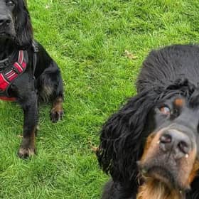 Louth Dog World offers a range of care and fun services for pet dogs. (PHOTO BY: Louth Dog World)