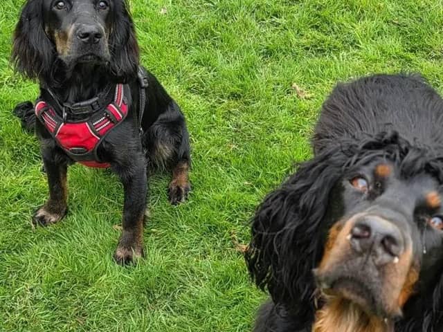 Louth Dog World offers a range of care and fun services for pet dogs. (PHOTO BY: Louth Dog World)