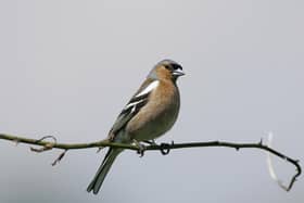 Chaffinch Fingilla coelebs, adult male on his "song post" - a wild rose stem, on a Devon farm. Photo: Andy Hay