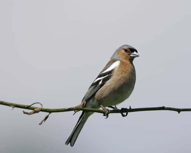 Chaffinch Fingilla coelebs, adult male on his "song post" - a wild rose stem, on a Devon farm. Photo: Andy Hay