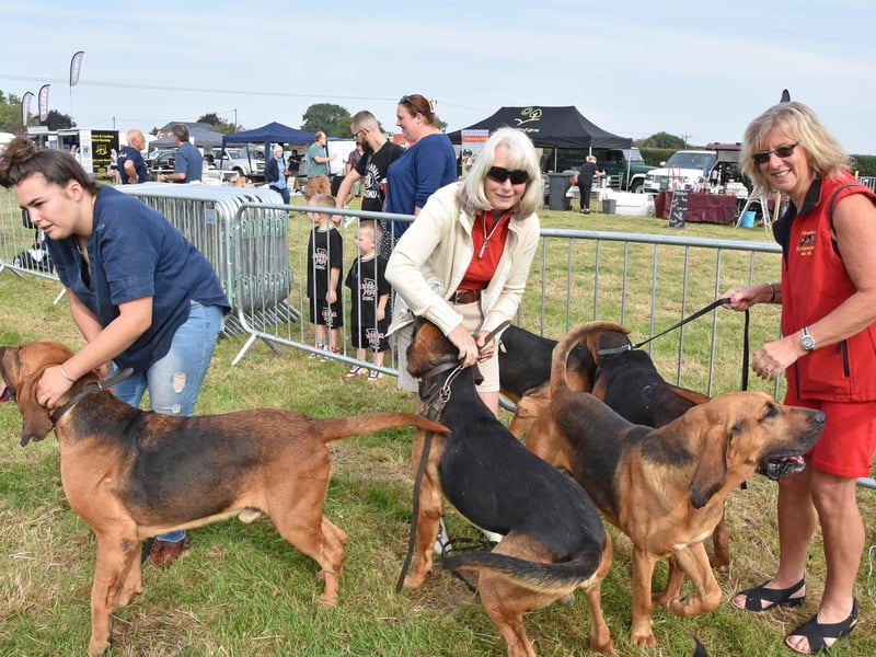 The Cranwell Bloodhounds were parading in the Main Ring.
