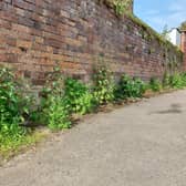 Weeds growing along the Union Street entrance to the John Street car park