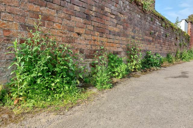Weeds growing along the Union Street entrance to the John Street car park