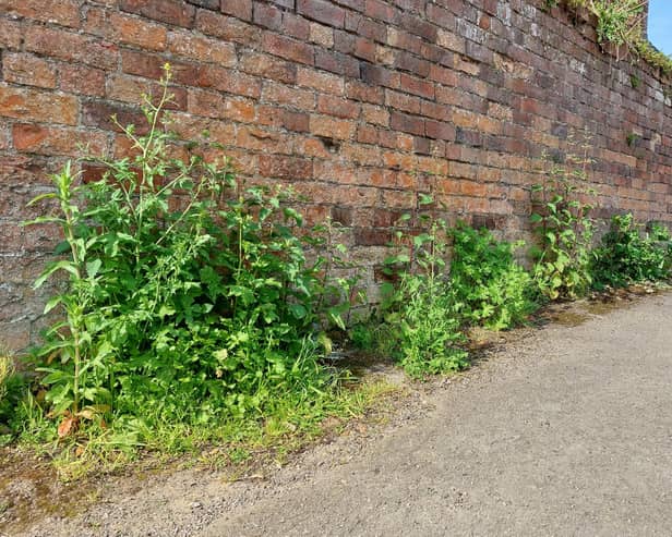 Weeds growing along the Union Street entrance to the John Street car park