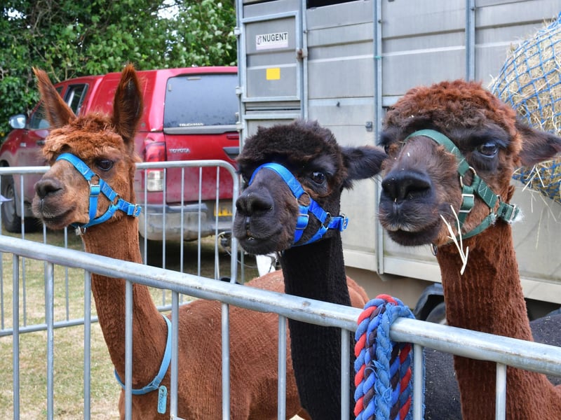 Alpacas from Walking with Alpacas, Market Rasen.