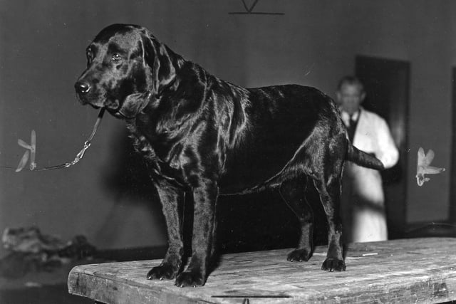 A Labrador Retriever waits to be judged at the Scottish Kennel Club Championships in Waverley Market in 1960.