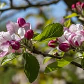 Apple blossom. Photo credit: Hugh Mothersole