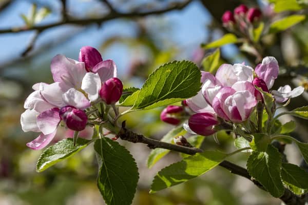Apple blossom. Photo credit: Hugh Mothersole