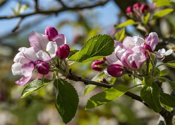 Apple blossom. Photo credit: Hugh Mothersole