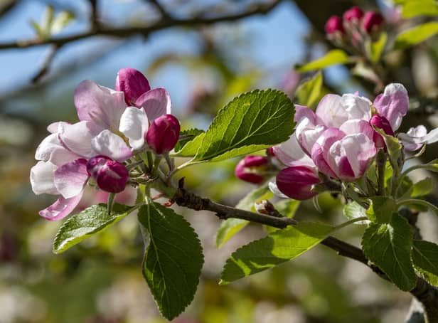 Apple blossom. Photo credit: Hugh Mothersole